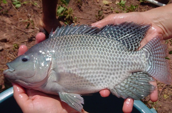 Fresh Tilapia